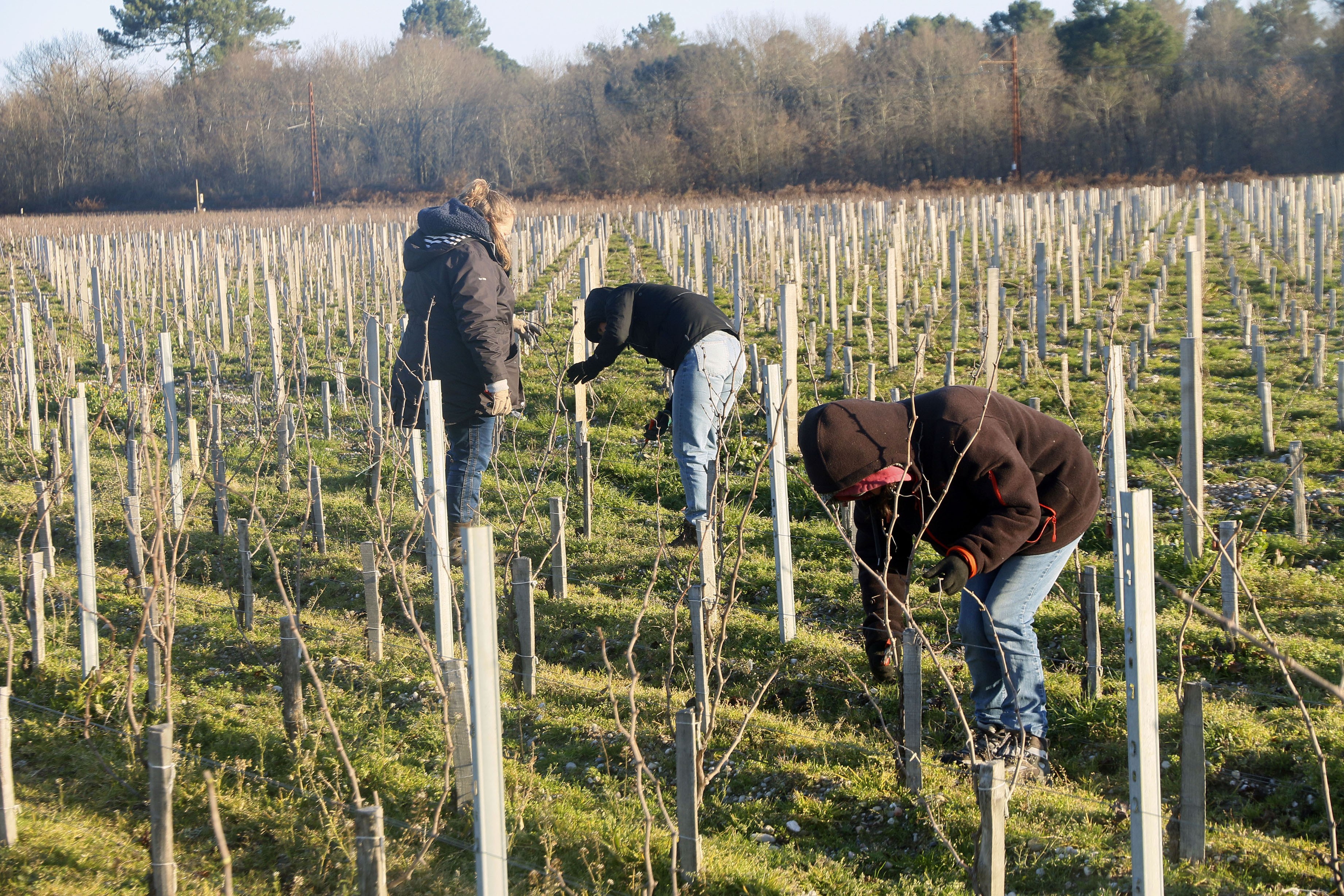 Château Desmirail (Margaux)